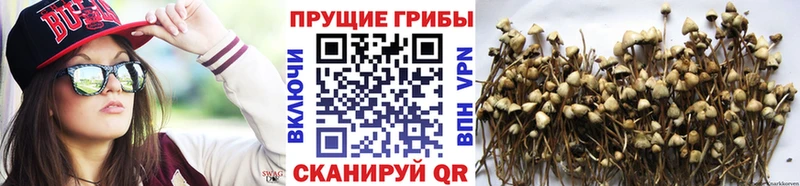 ОМГ ОМГ ссылки  Починок  Псилоцибиновые грибы Psilocybine cubensis  купить наркоту 
